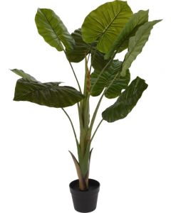 Plant in Pot 110cm