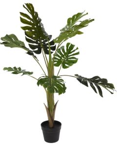 Plant in Pot Monstera 110cm