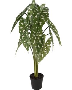 Plant Alocasia PP Pot 80cm