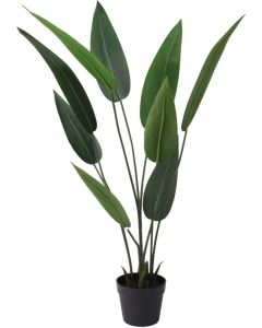 Plant in Pot Heliconia 110cm